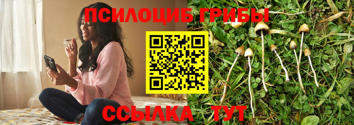Железноводск  Псилоцибиновые грибы Cubensis  Вход с VPN 